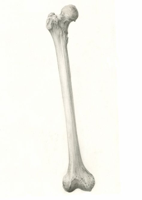 Human femur. By timwidden.co.uk Femur Tattoo, Bone Anatomy Drawing, Bones Drawing, Forensic Artist, Bone Drawing, Fox Bones, Human Body Organs, Skeleton Anatomy, Age Progression