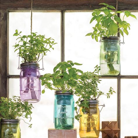 Grow fresh herbs with ease for your culinary creations in a decorative, space-saving way right in your own kitchen. Mason Jar Herbs, Growing Food Indoors, Indoor Herb, Types Of Herbs, Herb Garden Design, Vertical Herb Garden, Indoor Herb Garden, Herbs Indoors, Hydroponic Gardening