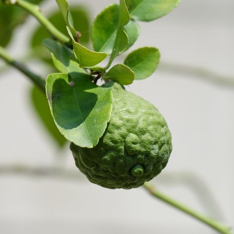 The scent of the day: Bergamot 🌿 There is nothing quite like elevating your self-care routine and indulging in a little scent customisation with your products, right? For a fresh, grassy, almost citrus essential oil blend, try adding our Bergamot + Lavender 6 scent into your next product. First, the Bergamot hits you followed by a tease of Lavender that hides behind a woody infusion of Rosewood. Learn all about our scent menu at the link in our bio ✨ Bergamot Fruit, Scent Blends, Sweet Lime, Different Scents, Popular Scents, Fragrance Ingredients, Clove Bud, Lemon Myrtle, Citrus Essential Oil