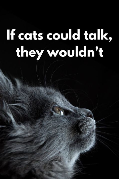 Animal Quotes Meaningful, Cat Quotes Love, Cute Cat Quotes, Cats Quotes, Quotes Meaningful, Quotes Cute, Cat Quotes Funny, Super Cute Animals, Cat Quotes