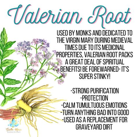 Stella Maris Readings by Grace on Instagram: “A wonderfully strong (and stinky) herb 🌿 that carries great 💥 power with it when charged with your intentions that align with its…” Valerian Root Magical Properties, Valerian Root Witchcraft, Valerian Root Benefits, Herb Properties, Clairvoyant Psychic Abilities, Witchcraft Spells For Beginners, Wiccan Crafts, Spells For Beginners, Witchcraft Spells