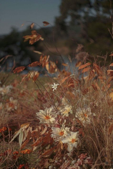 Fall Aesthetic Flowers, Flowers In Autumn, Autumn Flowers Aesthetic, Brown Flowers Aesthetic, Autumn Wedding Aesthetic, Fall Flowers Aesthetic, Autumn Flowers Wallpaper, Fall Wild Flowers, Autumn Wildflowers