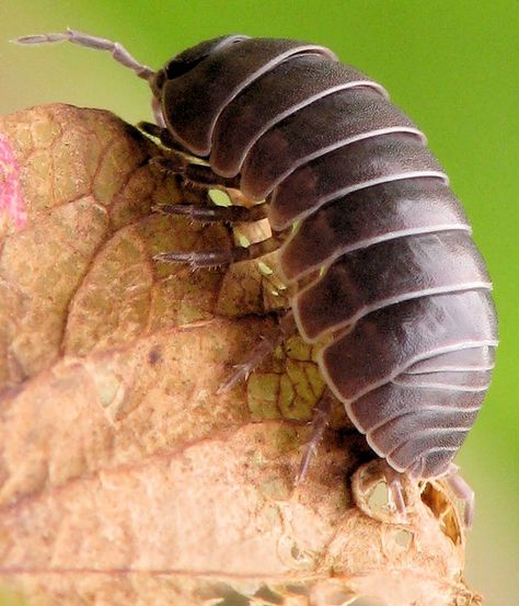 Rolly Polly Drawing, Armadillidium Vulgare, Entomology Illustration, Rollie Pollie, Rolly Polly, Weird Insects, Woodlice, Lizard Tank, 30 Day Art Challenge