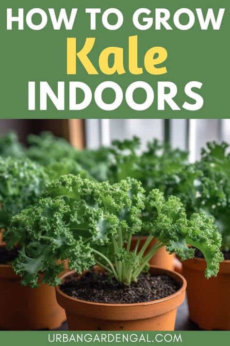 Growing kale plants indoors means that you can have fresh salad greens on hand when you need them. Here are my tips for growing kale plants in your indoor vegetable garden. Growing Kale Indoors, How To Grow Kale, Grow Kale, Kale Plant, Growing Kale, Growing Food Indoors, Carrot Gardening, Growing Spinach, Tips For Growing Tomatoes