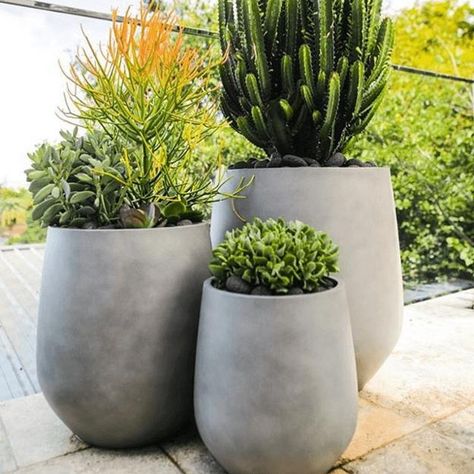 Large Garden Pots, Potted Plants Outdoor, Succulents Cactus, Flower Pots Outdoor, Cement Planters, Planter Pots Outdoor, Planter Ideas, Outdoor Pots, Outdoor Flowers