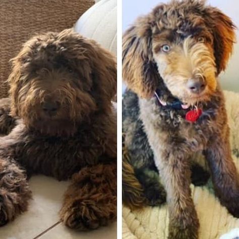 Short Labradoodle Haircut Ideas: 20 Before and After Photos! Labradoodle Summer Cut, Labradoodle Grooming Style, Labradoodle Haircut Style, Labradoodle Haircut, Labradoodle Grooming, Short Face, Goldendoodle Grooming, Gordon Setter, Grooming Style