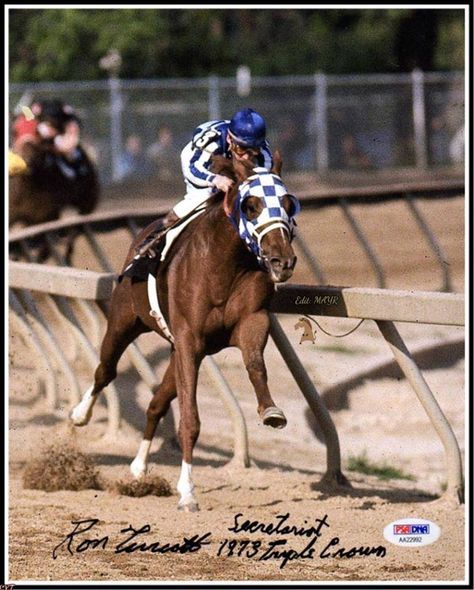 Secretariat Horse, Horse Riding Quotes, Faster Horses, Thoroughbred Racehorse, Derby Horse, The Great Race, Thoroughbred Horse Racing, Thoroughbred Horse, Triple Crown