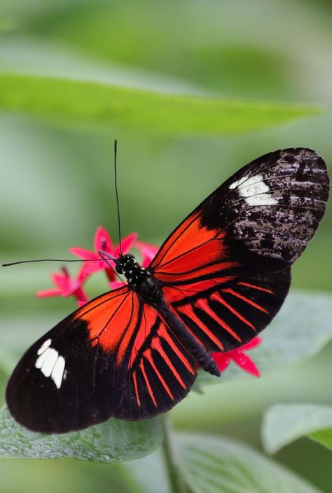 Postman Butterfly, Borboleta Tattoo, Beautiful Butterfly Pictures, Beautiful Butterfly Photography, Butterfly Insect, Butterfly Butterfly, Animal Print Wallpaper, Butterfly Photos, Butterflies Flying