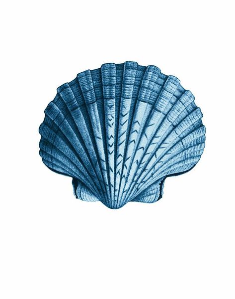 Seashell Blue  Wallpaper Sea Shell Wallpaper, Shell Wallpaper, Blue Seashell, Ocean Drawing, Gym Wallpaper, Beach Shells, Wallpaper For Walls, Blue Icon, Fun Wallpaper