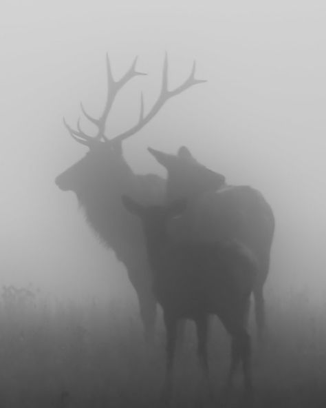 Elk in the Fog | ramislevy | Flickr Elk Aesthetic Dark, Hunting Dogs Aesthetic, Vintage Hunting Aesthetic, Elk Aesthetic, Deer Aesthetic, Starflesh Core Aesthetic, Fog Aesthetic, Hunter Aesthetic, Hunting Aesthetic