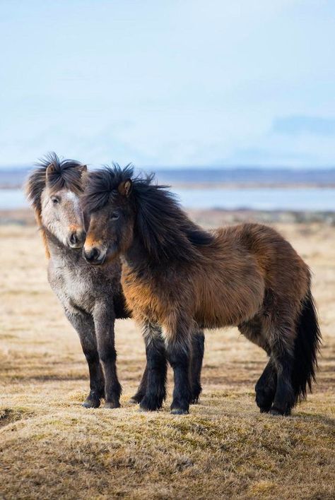 Icelandic horses sure are fluffy as can be. Icelandic Horses, Shetland Pony, Icelandic Horse, Miniature Horse, Cute Horses, Appaloosa, Pretty Horses, Quarter Horse, Horse Photography