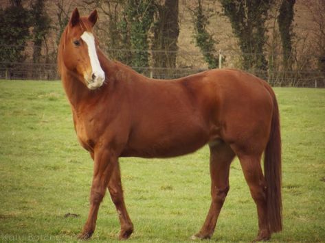 Horse In Field, Chestnut Horses, Horse Competition, Horse Coat Colors, Pinto Horse, Pony Club, Chestnut Horse, All About Horses, Horse Pattern