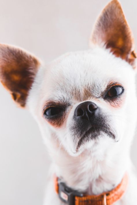 Evil Chihuahua, Chihuahua Facts, Baby Chihuahua, Dog Behavior Training, Chihuahua Funny, Chihuahua Mom, Dog Behavior Problems, Teacup Chihuahua, Warm Fuzzies