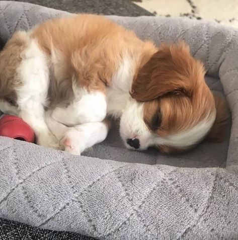 Cavalier King Charles Spaniel Tricolor, King Charles Puppy, Cavalier Puppy, Cavalier King Charles Dog, King Charles Dog, King Charles Cavalier Spaniel Puppy, Söt Katt, Puppies And Kitties, Spaniel Puppies