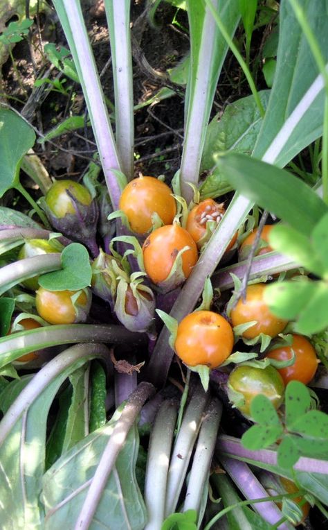 Fruits of mandragora autumnalis. All species of Mandragora contain highly biologically active alkaloids. The alkaloids make the plant, particularly the root and leaves, poisonous. Witch Plants, Biology Plants, Cozy Garden, Gardening Plants, Growing Herbs, Petunias, The Plant, Permaculture, Amphibians