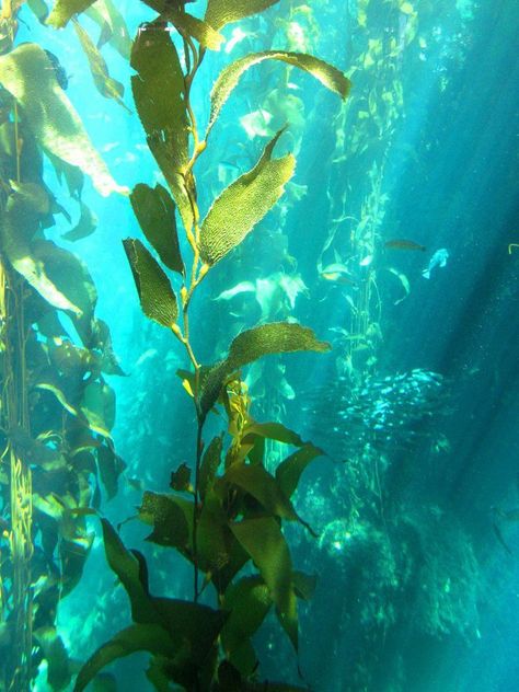 Underwater Plants, Kelp Forest, Sea Plants, Underwater City, Monterey Bay Aquarium, Life Aquatic, Water Life, Monterey Bay, Underwater Photography