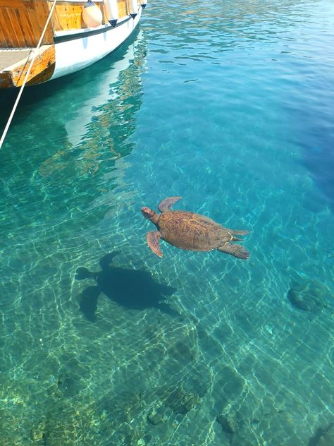 Sea Turtle Aesthetic, Turtle Aesthetic, Kas Turkey, Summer Haze, Turtle Beach, Island Vibes, Sea Turtle, Turtles, Summer Vibes