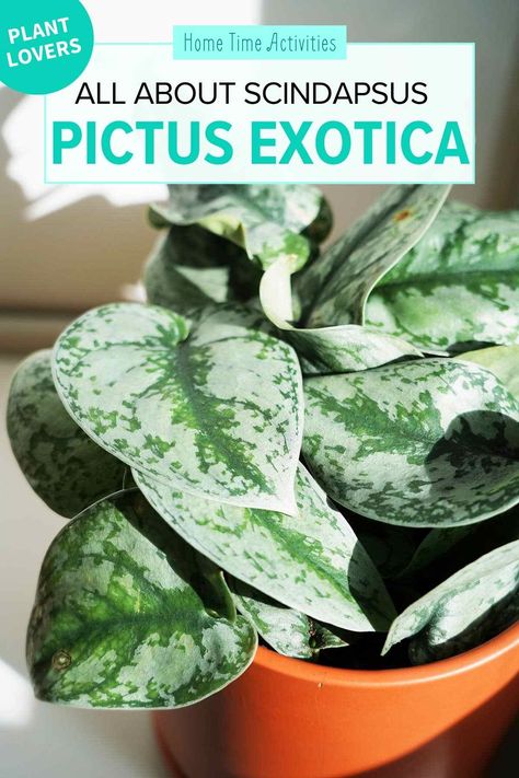 Scindapsus Pictus Exotica is a gorgeous house plant. I love the heart shaped leaves with splotches of shimmery silver. The leaves are also thick and velvety. Learn how to care for this plant at www.hometimeactivities.com. Scindapsus Exotica, Cat Eye Gel Polish, Polished Hair, Gel Nail Kit, Green Queen, Cat Eye Gel, Gorgeous Houses, Hair Perfume, Time Activities