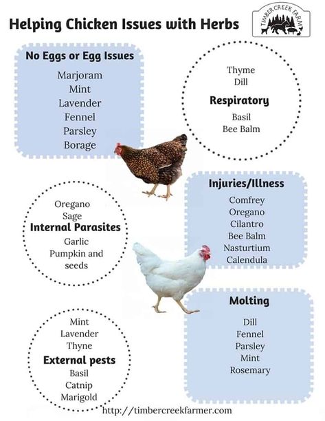 Herbs For Chickens, Backyard Chicken Farming, Chicken Life, Chicken Health, Raising Backyard Chickens, Chicken Garden, Keeping Chickens, Chicken Coop Plans, Backyard Chicken Coops