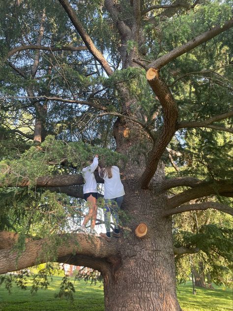 Tree friends climbing a tree Climbing A Tree Aesthetic, Big Tree Aesthetic, Tree Climbing Aesthetic, Climbing Trees Aesthetic, Tree Hangout, Growing Up Aesthetic, Climbing A Tree, Climb A Tree, Climbing Trees