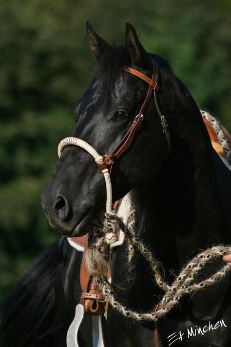 Working Cow Horse, Paint Horse, Cowboy Horse, American Quarter Horse, Black Horses, Horse Gear, Majestic Horse, All The Pretty Horses, Horse Crazy