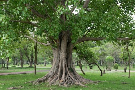 Bodhi Tree Drawing, Ficus Religiosa, Spiritual Tree, Maa Image, Bodhi Tree, Ficus Tree, Background Photos, Tree Images, Plant Tree