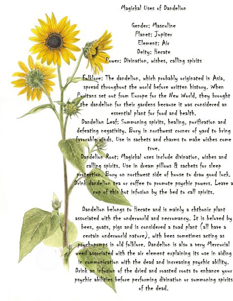 Magickal Uses of Dandelion Dandelion Uses Witchcraft, Dandelion Correspondences, Dandelion Leaf Magical Properties, Dandelion Magical Properties, Dandelion Properties, Dandelion Symbolism, Dandelion Magic, Flowers Witchcraft, Astro Herbalism