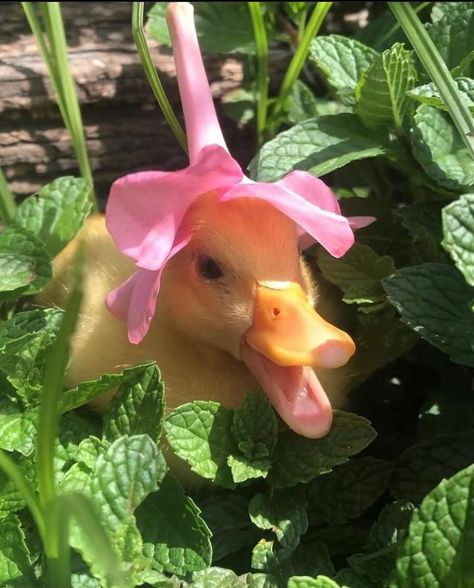 Cottagecore Plants, Pink Duck, Duck Pictures, Pet Ducks, Cute Ducklings, Aesthetic Life, Baby Ducks, Super Cute Animals, A Duck