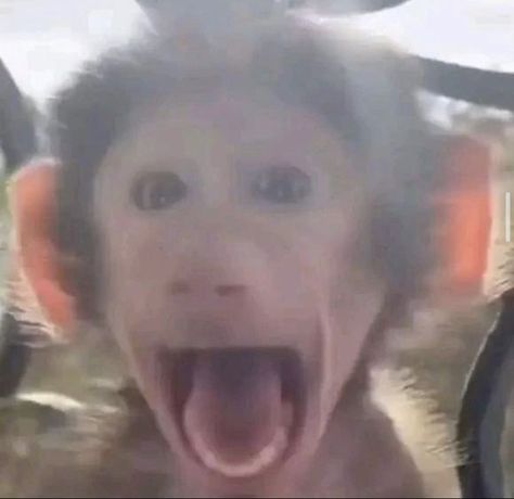 Monkey Pictures, Animal Home, Monkeys Funny, A Monkey, Baby Monkey, Reaction Pics, Instagram A, Monkeys, Short Videos