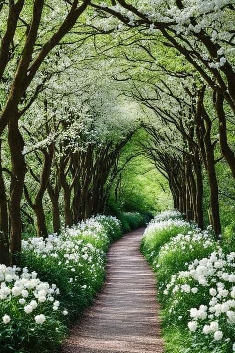 Allee Of Trees Driveway, Garden Pathway Aesthetic, Forest Path Landscape, Garden With House, Path Through Woods, English Estate Gardens, Road With Trees Pathways, Flower Path, Natures Path