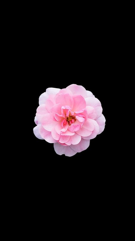 Pink Flower Wallpaper Black Background, Black And Flowers Wallpaper, Single Flower Background, Pink Rose Black Background, Flowers Black Background Wallpapers, Flower Wallpaper Iphone Black Background, Flowers On A Black Background, Black Background Flowers Wallpapers, Flower Wallpaper With Black Background