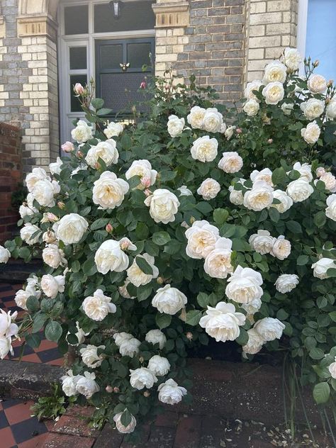 Desdemona Rose, David Austin Rose, Austin Rose, David Austin Roses, David Austin, Cottage Garden, Pergola, Austin, Roses