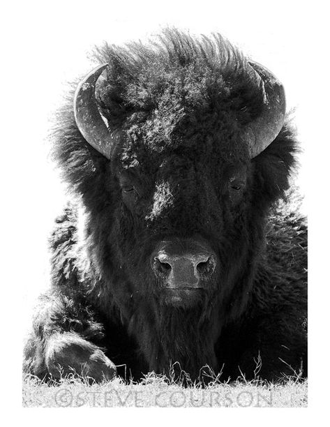 bison bull in black and white | This majestic bull was surve… | Flickr Bison Tattoo, Regard Animal, Buffalo Animal, Bison Art, Buffalo Art, American Bison, Tin Man, Majestic Animals, Wildlife Animals