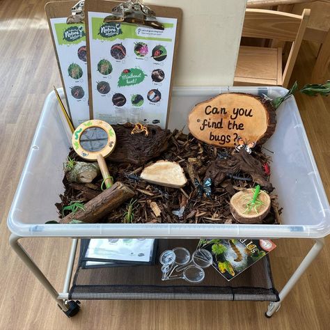 Bugs And Nature Activities, Bug Set Up Preschool, Insect Activity For Preschool, Montessori Bug Activities, Bug Hunt Preschool, Insect Eyfs Activities, Insect Provocations Preschool, Indoor Nature Activities, Reggio Bug Activities