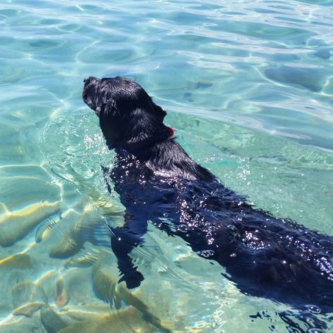 Hidden Beach, Lake Tahoe, Crystal Clear, Labrador, Art Inspiration, Lake, Crystals, Dogs, Art