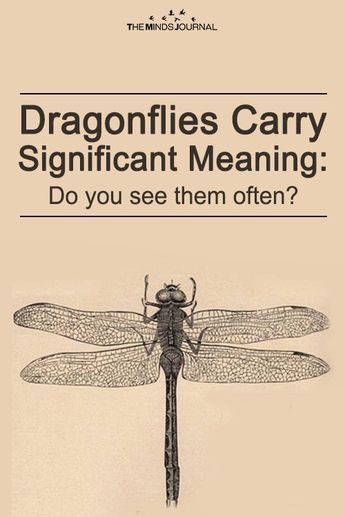 Dragonflies Carry Significant Meaning: Do you see them often? - https://themindsjournal.com/dragonflies-carry-significant-meaning/ Dragonfly Tattoo Symbolism, Dragonfly Significance, Dragonfly Tattoo Design Color, Dragonfly Diy Craft Ideas, Dragonfly Meaning Spiritual Tattoo Ideas, Dragonfly Sayings, Drangfly Tattoo, Empath Tattoos, Dragonfly Tattoo Meaning