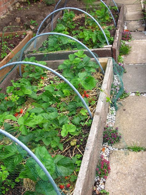 Raised Strawberry Beds, Vege Garden Ideas, Asparagus Garden, Strawberry Bed, Garden Strawberry, Strawberry Beds, Allotment Ideas, Vege Garden, Garden Watering System