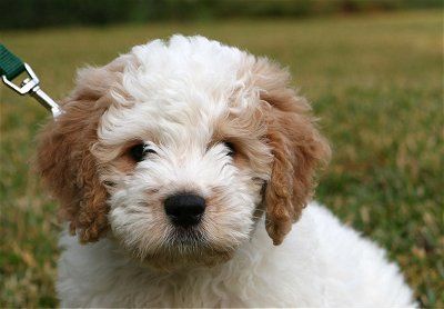 petite goldendoodle puppy