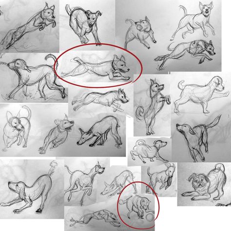 Dog Poses Reference, Dog Movement, Movement Animation, Dogs Sketch, Sketch Animation, Animation Mentor, Dog Anatomy, Drawing Cartoon Faces, Lion King Art