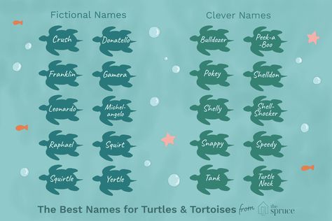 53 Perfect Names for Your Pet Turtle or Tortoise Aesthetic Turtle, Russian Tortoise Diet, Red Footed Tortoise, Turtle Names, Tortoise House, Slider Turtle, Water Turtle, Russian Tortoise, Tortoise Habitat