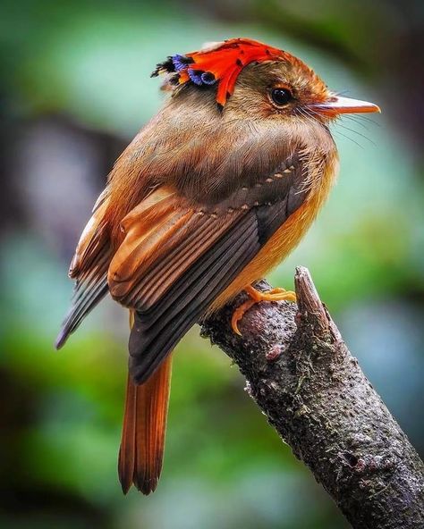 Royal Flycatcher, Flycatcher Bird, Cutest Animals On Earth, Birds Photography Nature, Rare Birds, Super Cute Animals, Bird Pictures, Exotic Birds, Pretty Birds