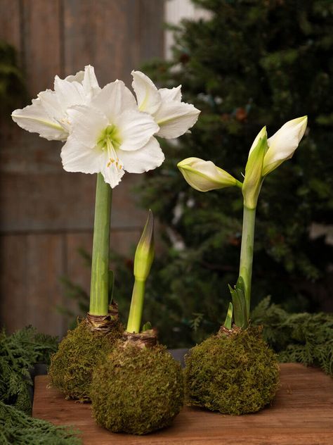 Amaryllis Arrangement, Forcing Bulbs, Amaryllis Plant, Indoor Watering Can, Garden Kneeler, Winter Arrangements, Moss Ball, Amaryllis Flowers, Amaryllis Bulbs