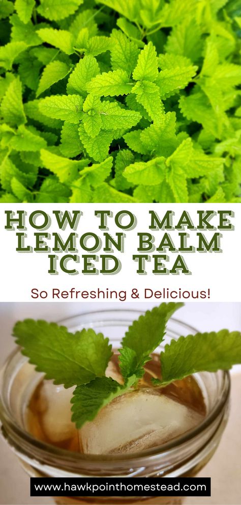 This is a refreshing tea that captures the wonderful flavor of the lemon balm herb. Easy to make and also good for you! It is so wonderful to make a refreshing tea from one of my favorite herbs.
On a hot summer day, there’s nothing like walking out to your garden, picking some fresh herbs, and making your own herbal tea. This lemon balm iced tea recipe is the easiest way to enjoy the lemon balm growing in your garden. Bourbon Bbq Sauce Recipe, Lemon Balm Recipes, Growing Tea, Iced Tea Recipe, Lemon Balm Tea, Best Pickles, Lemon Health Benefits, Herbal Teas Recipes, Lemon Benefits