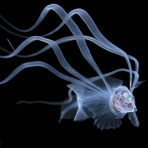 The bony-eared assfish (Acanthonus armatus) juvenile form Marine Photography, Deep Sea Life, Art Underwater, Underwater Photographer, Deep Sea Creatures, Beautiful Sea Creatures, Underwater Photos, Deep Ocean, Sea Monsters