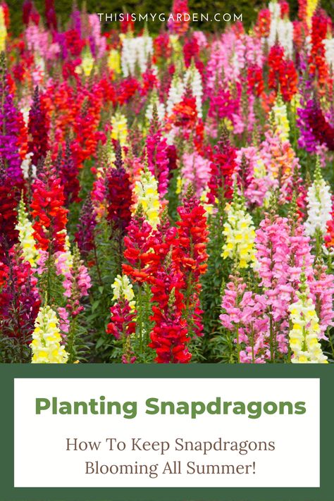 Planting Snapdragons, Snapdragon Flowers, Flower Bed Designs, Succession Planting, Veg Garden, Cut Flower Garden, Annual Flowers, Flower Care, Herbaceous Perennials