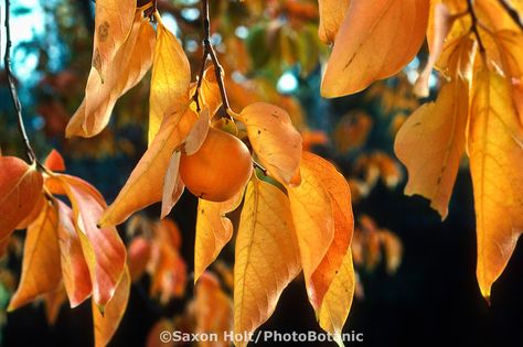 Diospyros virginiana - American persimmon tree - fruit and fall color at the same time Persimmon Art, American Persimmon, Persimmon Tree, Garden Library, Gods Art, Beautiful Fruits, Tree Photography, God Art, Fall Color