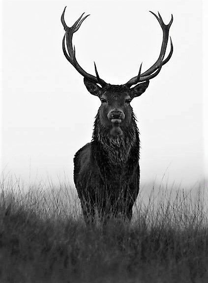 Stag Aesthetic, Nature Wallpaper Backgrounds, Elk Tattoo, Amoled Wallpaper, Deer Skull Art, Backgrounds Ideas, Chasing Money, Moose Pictures, Elk Photography