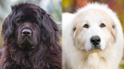 Newfoundland vs. Great Pyrenees: Breed Differences & Similarities Mountain Dog Breeds, Pyrenees Puppies, Great Pyrenees Puppy, English Dogs, Tattoos For Dog Lovers, Big Dog Breeds, Great Pyrenees Dog, Newfoundland Dog, Fluffy Dogs