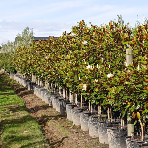 Magnolia Tree Landscaping, Little Gem Magnolia Tree, Teddy Bear Magnolia, Tree Hedge, Magnolia Little Gem, Feature Tree, Betula Pendula, Magnolia Grandiflora, Growing Trees