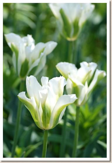 Tulip 'Spring Green' Green Tulips, Tree Garden, Ash Tree, Beach Road, Spring Tulips, White Tulips, White Gardens, Garden Trees, Spring Green